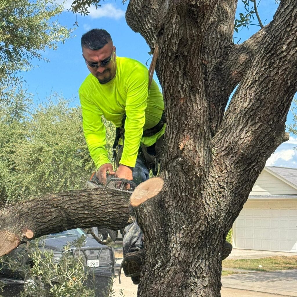 dickinson tx tree removal tree trimming tree services storm damage tree removal fence repair wood fence installation cedar fence pine fence houston tree care professional tree trimming affordable fence repair top rated fence company licensed tree service insured tree removal