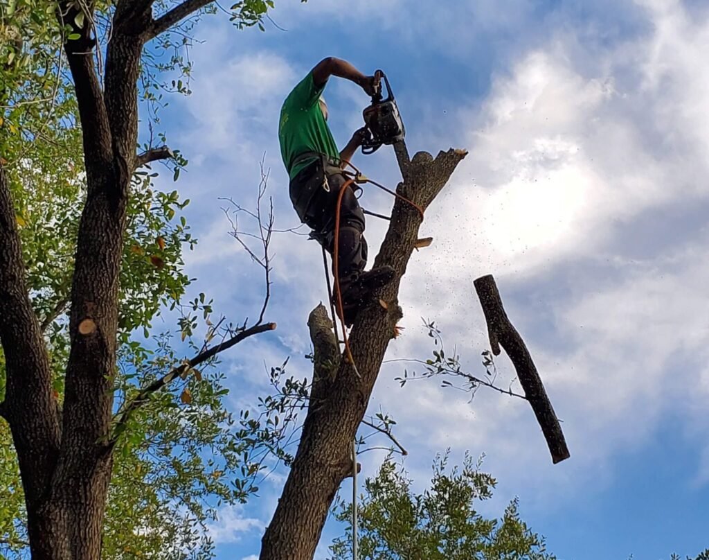 Tree removal service in Houston by professional crew