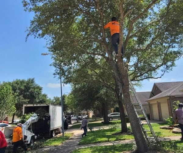 Expert tree trimming service with precision cuts to improve tree health, enhance appearance, and prevent hazardous overhanging branches.