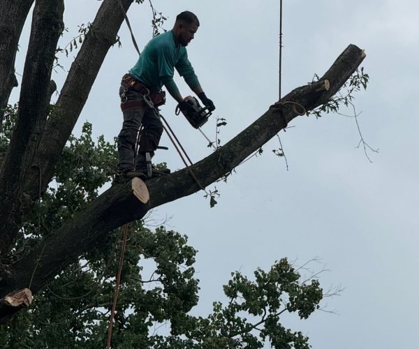Tree trimming and pruning performed safety