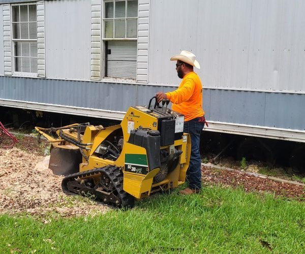 professional stump grinding removing tree stump completely