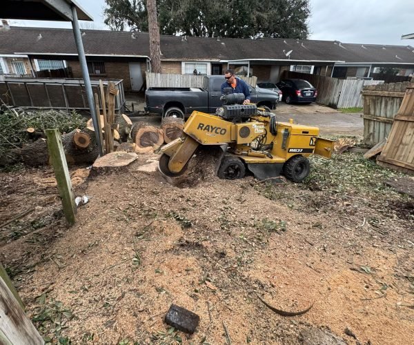 Stump grinding service removing unwanted stumps, preventing regrowth, and restoring a clean, level surface.
